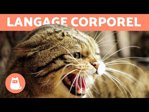 Vidéo: Pourquoi mon chat est-il si affectueux? Comprendre le langage du corps d'un chat