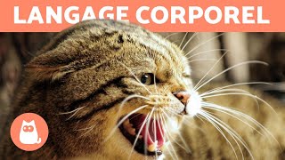 LANGAGE CORPOREL DES CHATS - SIGNES ET POSITIONS