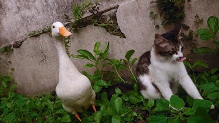 Great story of cat and duck adventures that take the virtual universe by storm. Cute cat videos❤