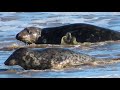 Seals At Horsey Gap Norfolk