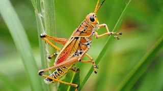 Cricket Sound ।। Natural Sound Ringtone screenshot 5