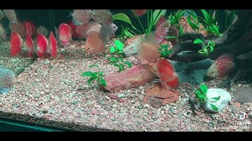 cá Đĩa bồ câu, red, vàng, lam... zalo 0337765444 Hạ Long - Quảng Ninh