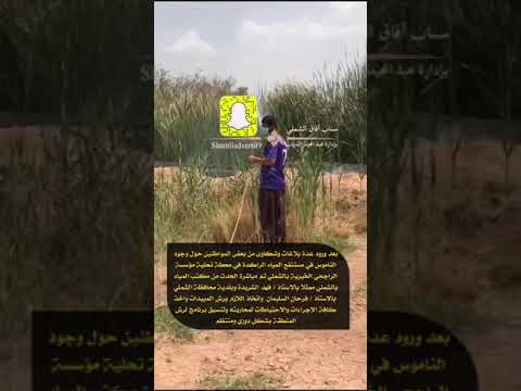 في الشملي متابعة الرش بالمبيدات القاتلة للحشرات والناموس للقضاء عليها بعد انتشارها وشكوى الاهالي