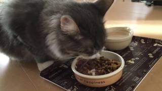 大食いする猫 ノルウェージャンフォレストキャット To gluttony. Norwegian Forest Cat.