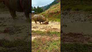 Pourquoi Ce Buffle Retourne La Terre Comme Un Bulldozer ? Une Technique Bien Réelle