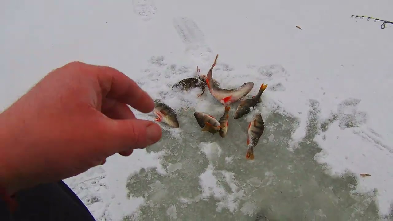 Перша рибалка в цьому році) Відкриття сезону 👍