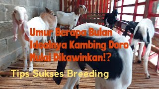 Umur Berapa Bulan Idealnya Kambing Doro Pertama Kali Dikawinkan⁉️