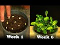 How To Grow Lime Tree From Seeds | Episode31
