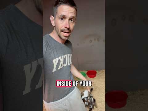 Secret Goat Feeding Techniques