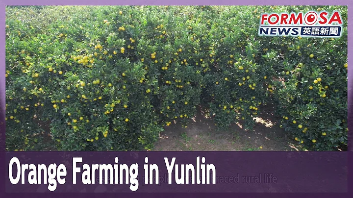 Young people revitalize orange farming in Gukeng Township, Yunlin｜Taiwan News - DayDayNews