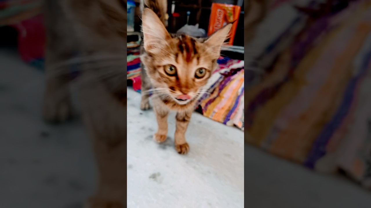 #kitten #meow #cute 😹😹👻