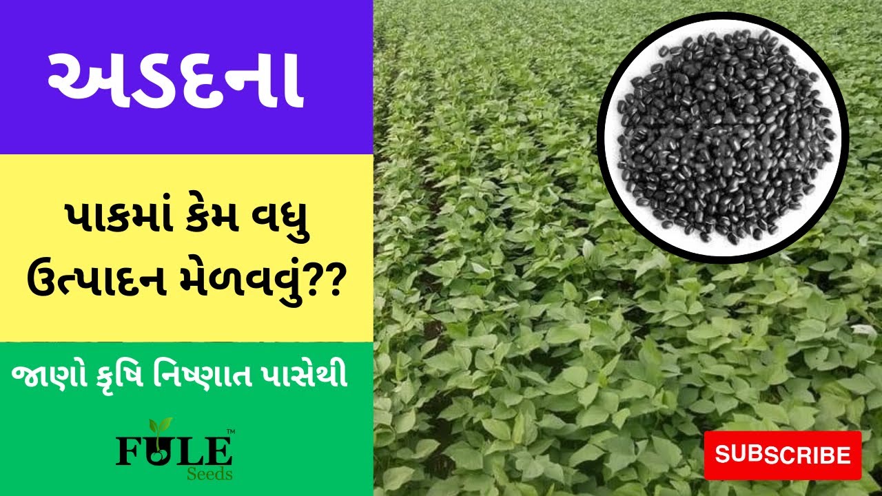 ઉનાળુ અડદની  ખેતીની સંપૂર્ણ માહિતી |ફૂલે શ્યામ| |Unalu adad ni Kheti|