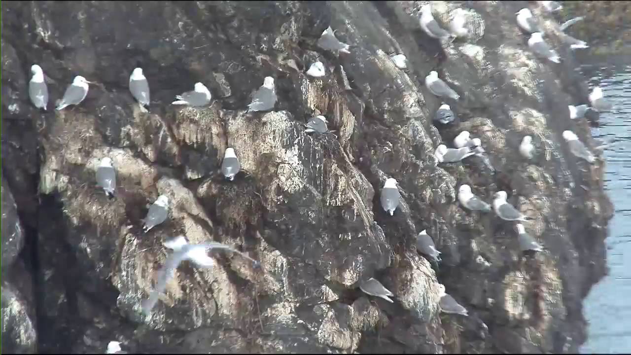Cliff-Nesting Seabirds of Gull Island