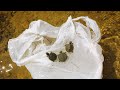 Saving Trapped BABY TURTLE’S From Human Waste! ** NOT OK**