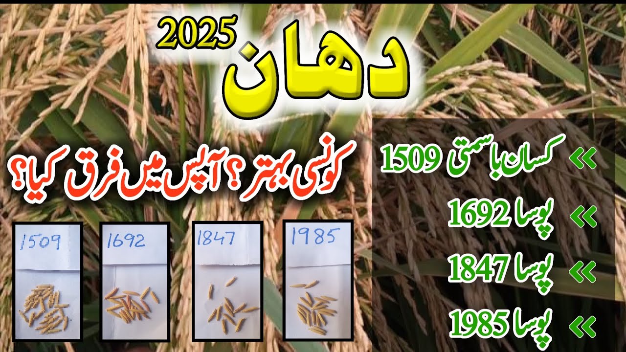 Difference between 1509 ,1692, 1847 and 1985 Rice Varieties | Rice ...