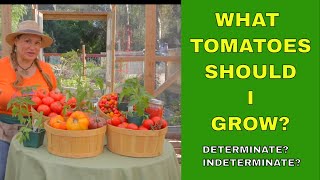 🍅What Tomatoes Should I Grow? 🍅 Determinate or Indeterminate Tomatoes? (Foodie Gardener)