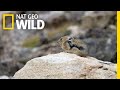 The Pika is Quick and Elusive | America the Beautiful