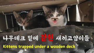 Kittens lost and trapped under a wooden deck by 펜션 고양이랑 11,828 views 2 years ago 6 minutes, 11 seconds