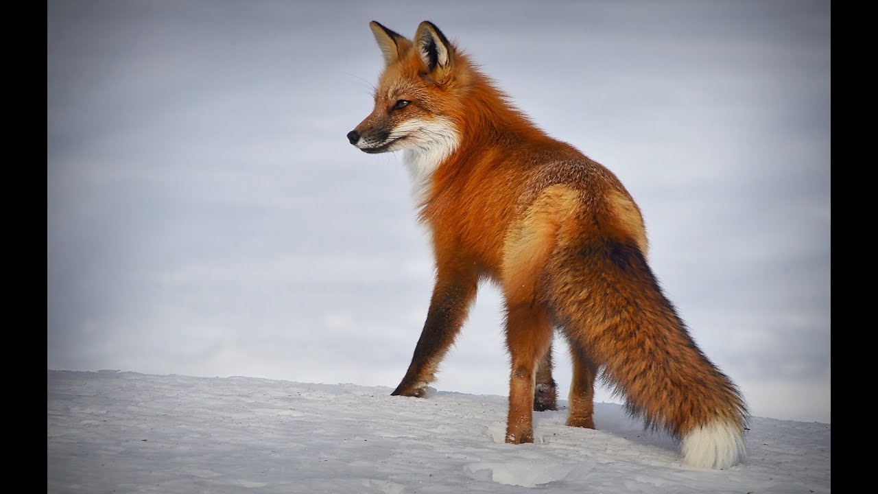 running fox. Green screen chroma key. free video.