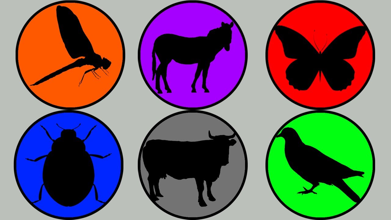 Pets Vs Insects, Pigeon, Zebra, Cow, Butterfly, Dragonfly, Lady Bug ...