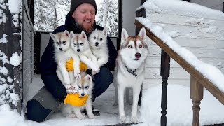 Tiny Puppies are Stuck on the Stairs. Husky Olive Teaches Puppies Snow Games