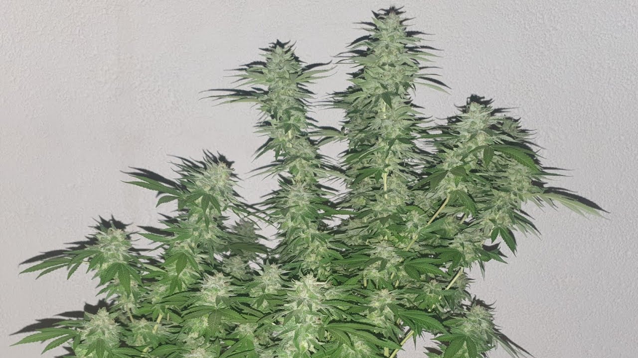 (HD) SOUR RIPPER "ripper seeds" LST. 113D. COSECHA: CORTE Y MANICURA. Cultivo CANNABIS medicinal.
