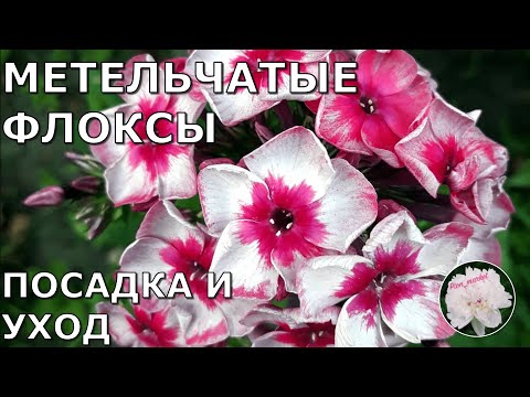 Флоксы метельчатые посадка и уход