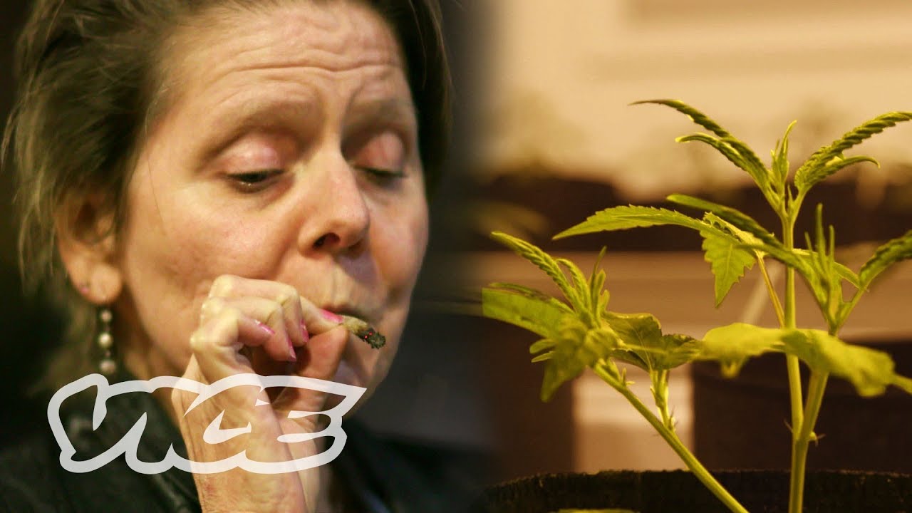 videos for cats Getting Stoned with Seniors in Seattle