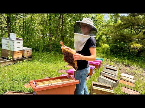 Growing from 2 to 20 ... Season 2 - 6 🐝