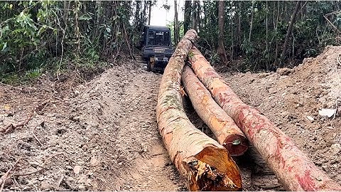 Luar Biasa!!Aksi operator Bulldozer tarik kayu Logs dari dalam hutan