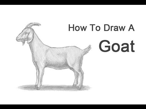 goat drawing draw boer drawings goats animal animals paintingvalley