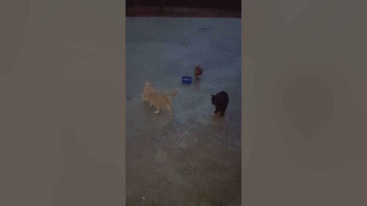 2 Cats Vs 1 Bantam Rooster! Frankie 🐓 YouTube