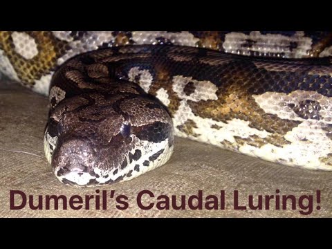 Dumeril’s boa caudal luring