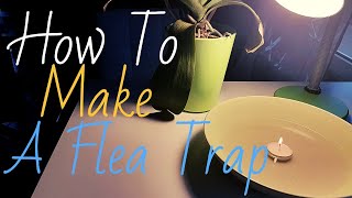 How To Make A Flea Trap That Actually Attracts Fleas