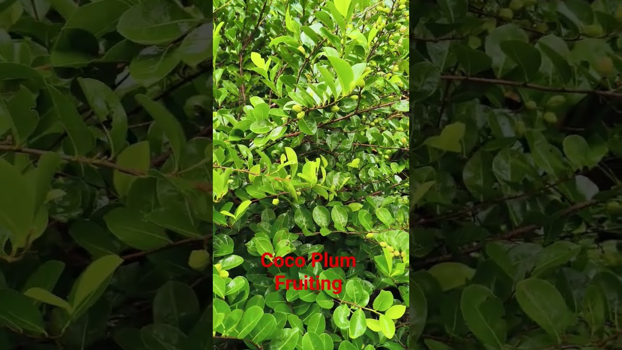 Coco Plum fruiting in our Farm 