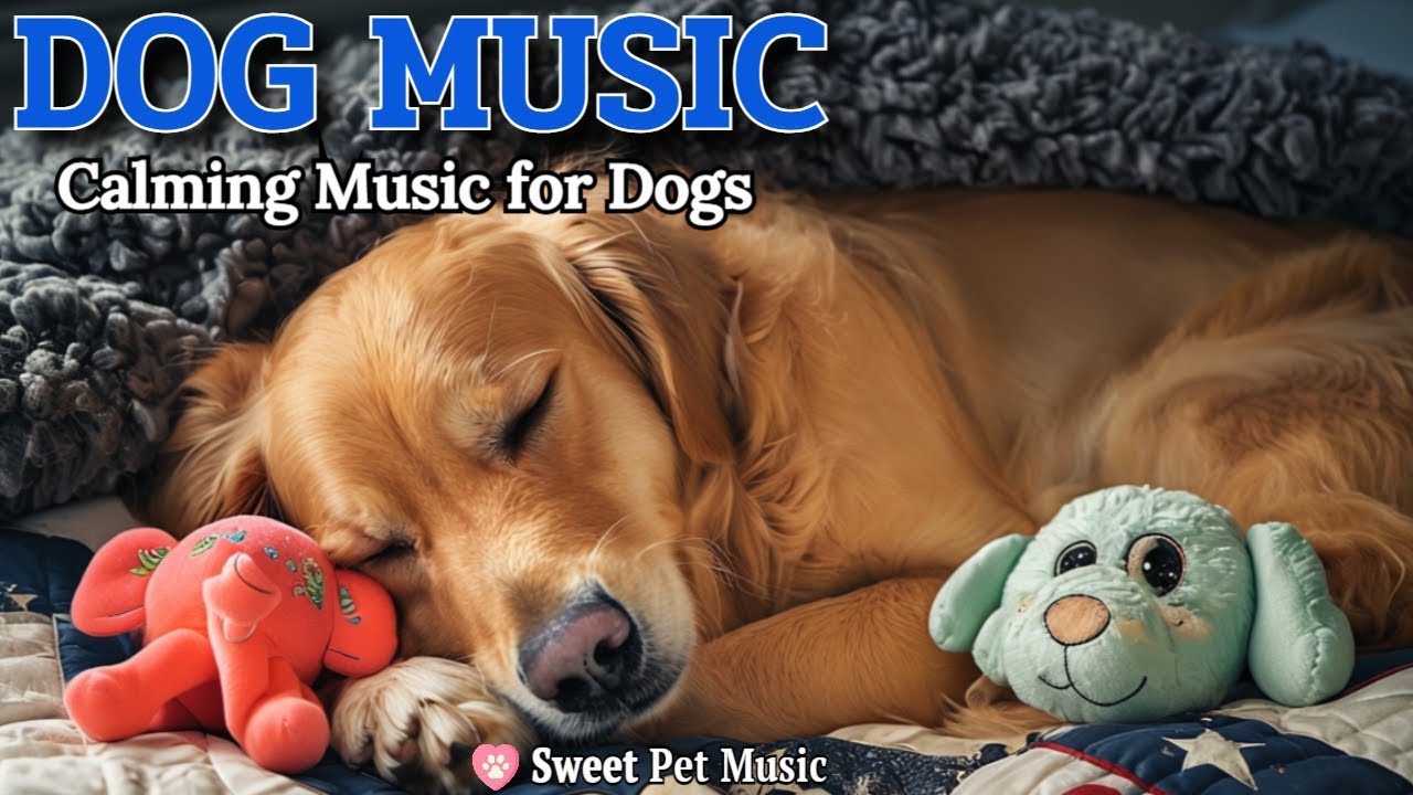20 часов успокаивающей музыки для собак🦮💖Тихая музыка сон тревога🎵🦮Эмоциональная поддержка, Dog TV