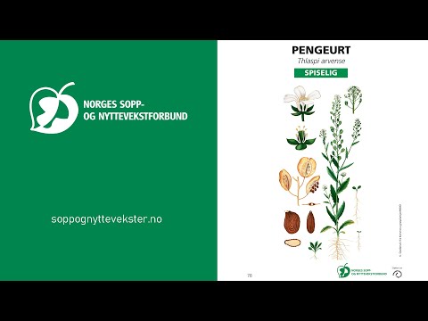 Video: Informasjon om Pennycress Plants: How To Control Field Pennycress