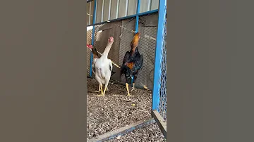 شامو ياباني بيور ماشاءالله تبارك الله 