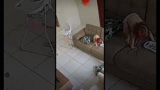 Meninas São Mais Tranquilas