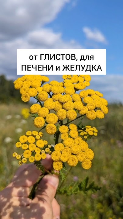 Пижма - от глистов, для печени и желудка #лекарственныетравы #травы # ...