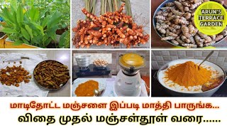 How to grow turmeric at home Organic மஞ்சள்தூள் | Turmeric powder from terrace garden Turmeric