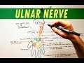 Ulnar Nerve | Anatomy Tutorial