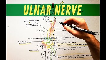 Ulnar Nerve | Anatomy Tutorial