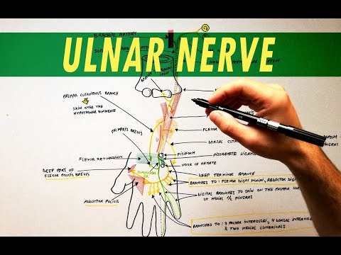 Videó: Melyik plexusban keletkezik az ulnaris ideg?