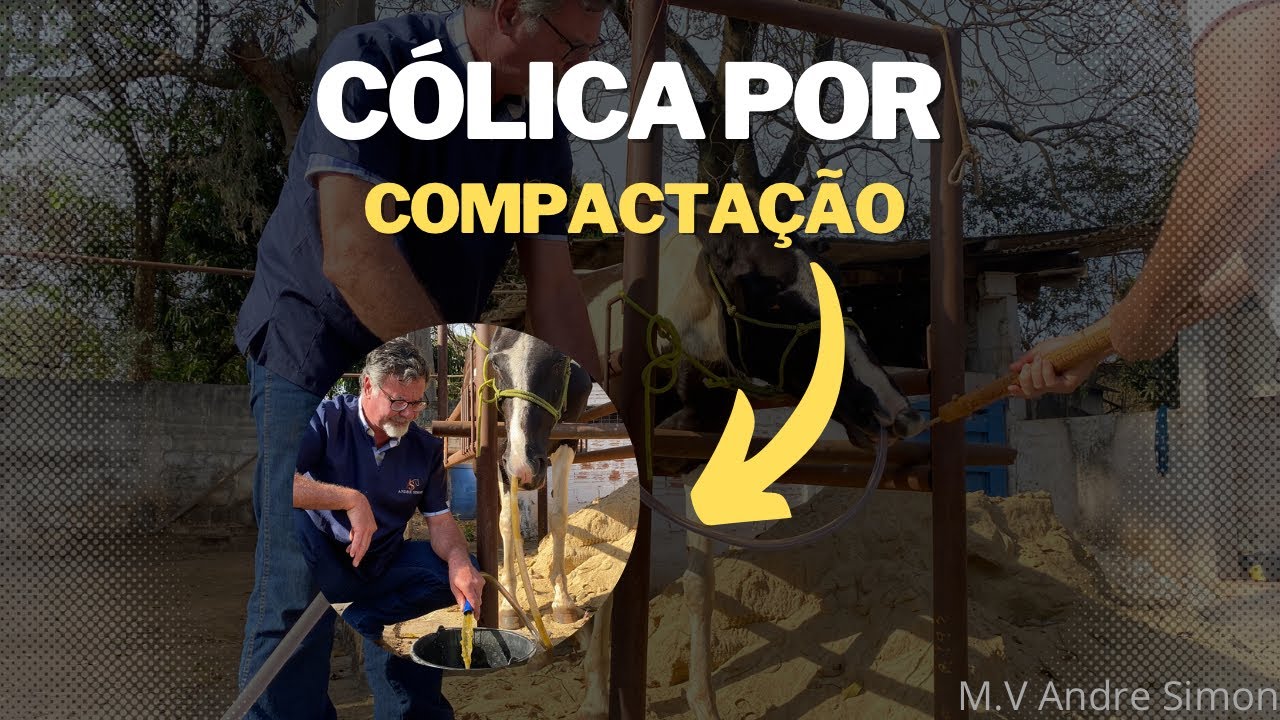 Cólica em equinos | M.V André Simon