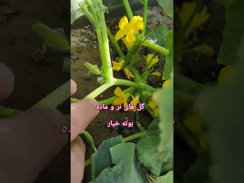 گل های نر و ماده بوته خیار