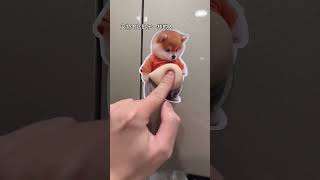 A Chubby Belly Is Very Practical Hahaha