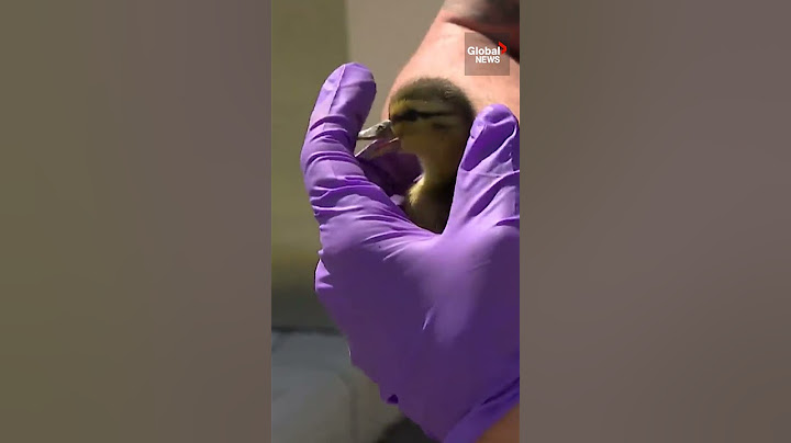 Ducklings rescued from storm drain after frantic mother duck quacks for help 🦆👮‍♀️