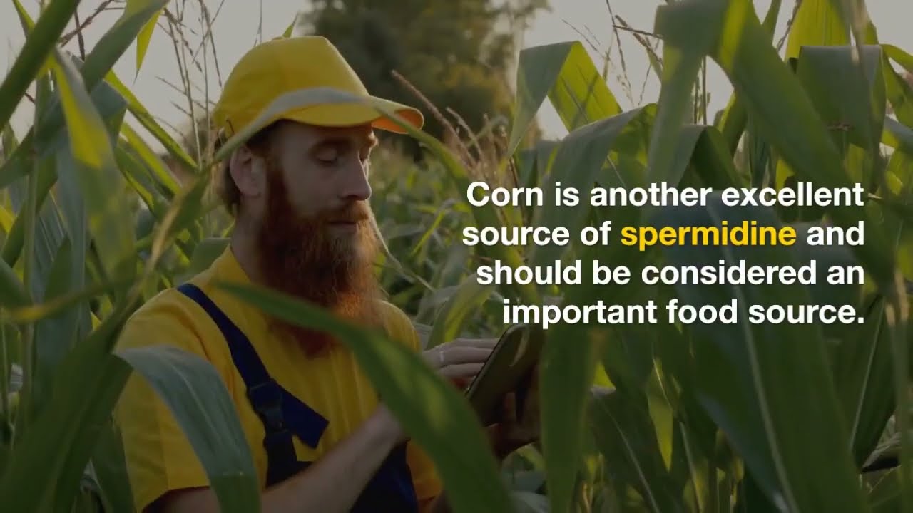 SPERMIDINE | WHICH FOODS CONTAIN THE MOST