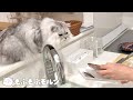 調理中の魚を狙う猫 【サイベリアン】